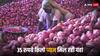 Onion Prices: सस्ती प्याज खरीदनी है दौड़कर जाएं, 35 रुपये किलो पर प्याज इन लोकेशन पर मिल रही
