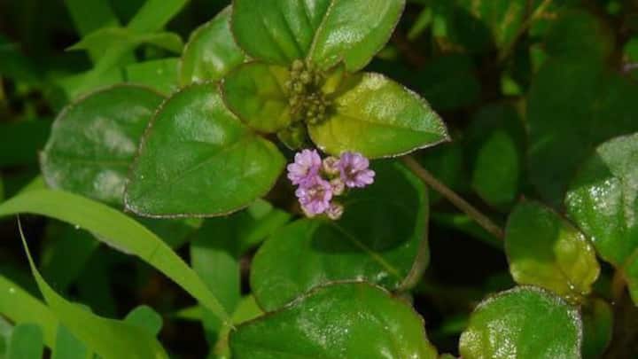 6. Punarnava (Boerhavia Diffusa): Punarnava is another valuable herb in Ayurvedic medicine, known for its diuretic and detoxifying properties. It helps manage diabetes by flushing out toxins and reducing water retention, which can be common in diabetic individuals. Punarnava’s ability to support kidney health and maintain electrolyte balance also makes it a beneficial herb for those with diabetes. (Image Source: Pinterest/SvetlanaShevchenko_SF)