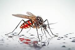 Platelets Count: क्या आपके शरीर में भी प्लेटलेट्स हो रहा है कम? इन संकेतों से समझें