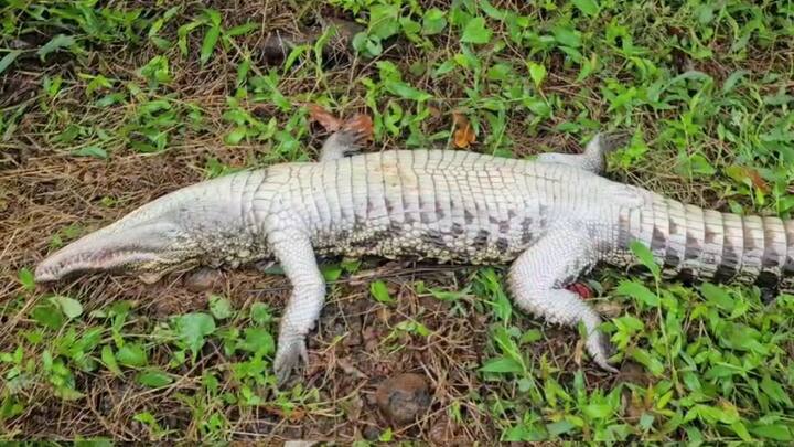 गोरेगावातील नदीपूलावर मगरीचा मृत्यू झाला आहे.