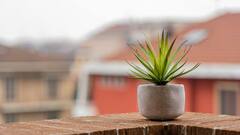 Hair Care With Aloe Vera Gel: চুলের যত্নে অ্যালোভেরা জেলের ব্যবহার কতটা জরুরি? কী কী উপকার পাবেন?