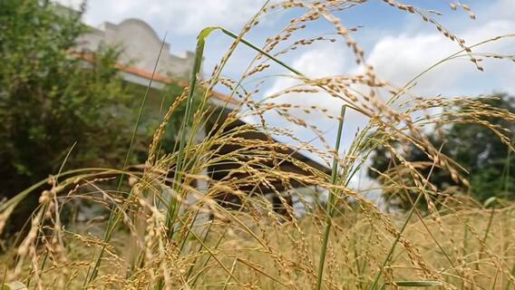 ஒரே கிராமத்தில் 150 ஏக்கர் பரப்பளவில் சாமை சாகுபடி - நல்ல மகசூல், வருவாய் ஈட்டும் விவசாயிகள்