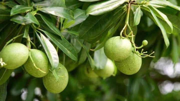 3. Bael Fruit (Aegle Marmelos): Bael fruit is an often overlooked but highly effective Ayurvedic remedy for blood sugar control. Packed with bioactive compounds, the fruit helps regulate blood glucose levels. Its ability to promote healthy digestion and metabolism further enhances its role in managing blood sugar. Bael is traditionally used in Ayurvedic medicine for its overall benefits in balancing bodily functions. (Image Source: Pinterest/etsy)