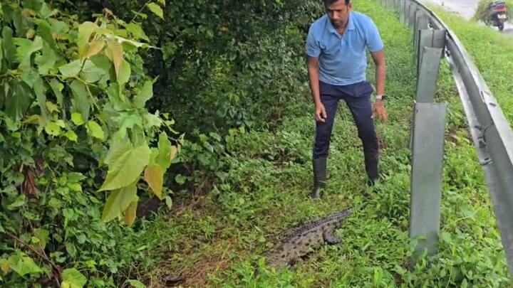 स्थानिक लोकांना रस्त्यावर मगर आढळली, त्यानंतर मगरीजवळ बघ्यांची गर्दी जमली होती.