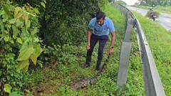 नदीपात्रातील पाण्यात वाढ झाल्याने बाहेर पडलेल्या मगरीला वाहनाची धडक, गोरेगावातील नदीपूलावर मृत्यू