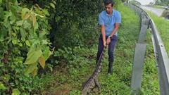 नदीपात्रातील पाण्यात वाढ झाल्याने बाहेर पडलेल्या मगरीला वाहनाची धडक, गोरेगावातील नदीपूलावर मृत्यू