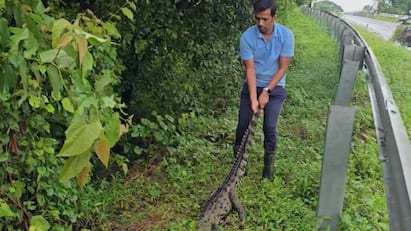 Crocodile in Goregon : मुसळधार पावसाने नदीच्या पाणी पात्रात वाढ झाली आहे, त्यामुळे पात्रातून बाहेर पडलेल्या मगरीला एका वाहनाने धडक दिलीये. त्यातच तिचा मृत्यू झालाय.