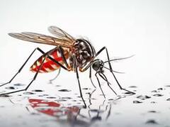 ਸਰੀਰ 'ਚ Platelets ਘੱਟ ਹੋਣ 'ਤੇ ਨਜ਼ਰ ਆਉਂਦੇ ਆਹ ਲੱਛਣ, ਇਦਾਂ ਕਰੋ ਬਚਾਅ