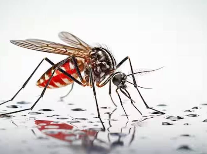 ਡੇਂਗੂ ਇੱਕ ਜਾਨਲੇਵਾ ਬੁਖਾਰ ਹੈ, ਜੋ ਕਿ ਏਡੀਜ਼ ਨਾਂ ਦੇ ਮੱਛਰ ਦੇ ਕੱਟਣ ਨਾਲ ਫੈਲਦਾ ਹੈ। ਡੇਂਗੂ ਹੋਣ 'ਤੇ ਪਲੇਟਲੈਟਸ ਦੀ ਗਿਣਤੀ ਘੱਟ ਹੋਣ ਲੱਗ ਜਾਂਦੀ ਹੈ, ਜੋ ਸਾਡੇ ਸਰੀਰ ਲਈ ਬਹੁਤ ਜ਼ਰੂਰੀ ਹੈ। ਇਸ ਲਈ ਡੇਂਗੂ ਨੂੰ ਜ਼ਿਆਦਾ ਖਤਰਨਾਕ ਮੰਨਿਆ ਜਾਂਦਾ ਹੈ। ਡੇਂਗੂ ਦੇ ਮਾਮਲੇ 'ਚ ਖੂਨ ਵਗਣ ਦਾ ਖਤਰਾ ਵੀ ਵੱਧ ਜਾਂਦਾ ਹੈ। ਬਰਸਾਤ ਦੇ ਮੌਸਮ ਵਿੱਚ ਮੱਛਰ ਵਧਣ ਕਰਕੇ ਇਸ ਦੇ ਕੇਸ ਵੀ ਵੱਧ ਜਾਂਦੇ ਹਨ।