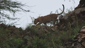 Salem Leopard: அச்சுறுத்தும் சிறுத்தை... தீவிர தேடுதல் வேட்டையில் வனத்துறையினர்