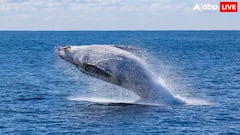 General Knowledge: જમીન ઉપર રહેતો સૌથી મોટો જીવ કયો છે? બ્લુ વ્હેલ છે ખોટો જવાબ