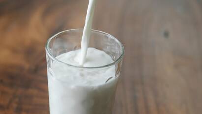 Milk Vs. Ragi Which Ingredient Has More Calcium பால், கேழ்வரகு எதில் அதிக கால்சியம் இருக்கு தெரியுமா? இதைப் படிங்க!