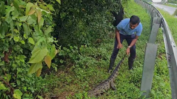 माणगाव तालुक्यातील काळ नदीच्या पुलावरील रस्त्यावर मगरीला वाहनाची ठोकर लागली.