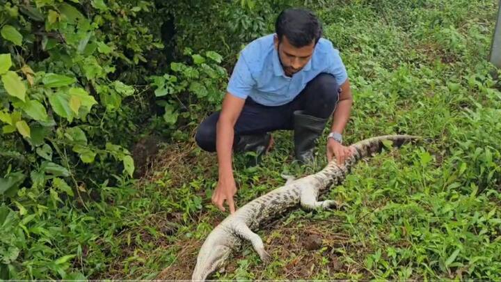 Crocodile in Goregon : गेली दोन दिवस सुरू असलेल्या संततधार पावसामुळे गोरेगाव येथील काळ नदीपात्राच्या पाण्यात वाढ झाली आहे.