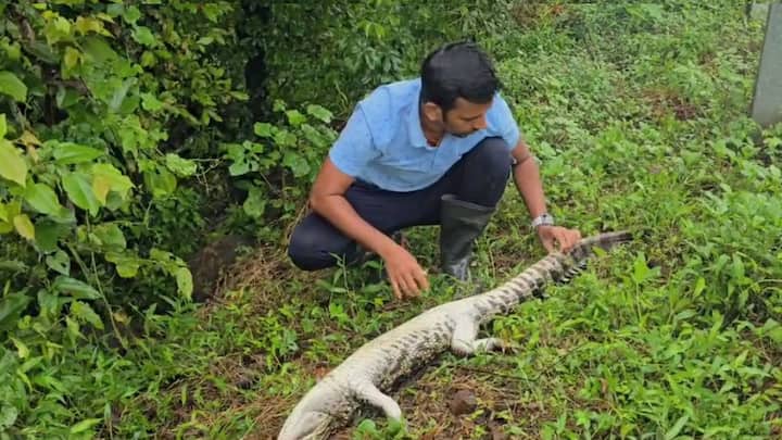 वाहनाची ठोकर लागल्याने मगरीचा मृत्यू झाल्याची माहिती स्थानिकांनी दिली आहे.