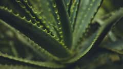 Hair Care With Aloe Vera Gel: চুলের যত্নে অ্যালোভেরা জেলের ব্যবহার কতটা জরুরি? কী কী উপকার পাবেন?