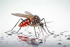 Platelets Count: શું તમારા શરીરમાં પણ પ્લેટલેટ ઝડપથી ઘટી રહ્યાં છે ? આ સંકેતોથી સમજો