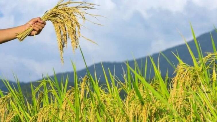 Compensation of Rs 43.11 crore to farmers who have paid crop insurance பயிர் காப்பீடு செலுத்திய விவசாயிகளுக்கு ரூ.43.11 கோடி இழப்பீடு வழங்கல்