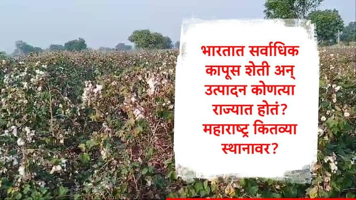 Cotton Production : भारतातील शेतकऱ्यांना कापूस उत्पादनातून चांगलं उत्पन्न मिळतं. भारताच्या अर्थव्यवस्थेत कापूस आणि कापड उद्योगाची भूमिका मोठी आहे.