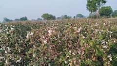 भारतात कापसाचं सर्वाधिक उत्पादन कोणत्या राज्यात होतं? महाराष्ट्रात कोणत्या जिल्ह्यात सर्वाधिक उत्पादन?