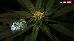 गांजे की खेती से लाखों कमाते हैं लोग, जानें किन चीजों में होता है इसका इस्तेमाल