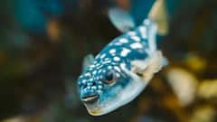 Aquarium Benefits:সুখ-সমৃদ্ধিতে ভরবে সংসার, ঘরের কোথায় রাখবেন অ্যাকোয়ারিয়াম?