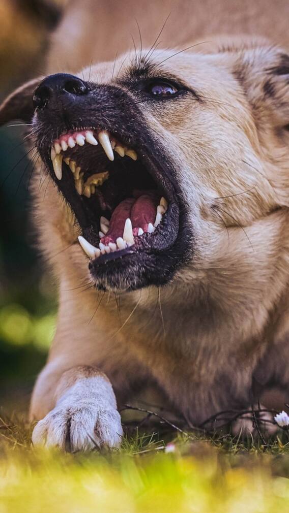 कुत्ता काट ले तो सबसे पहले क्या करें?