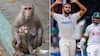 IND vs BAN, Kanpur Test: UPCA Hires Langurs To Fight Monkey Menace At Green Park Stadium