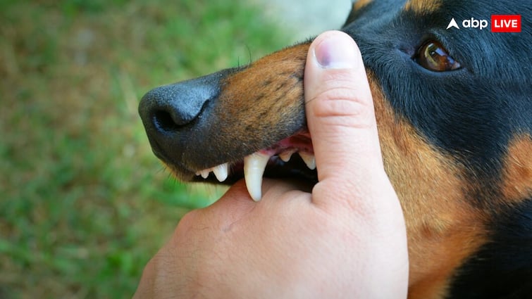 Every year, many people die painfully from rabies after a dog bite.