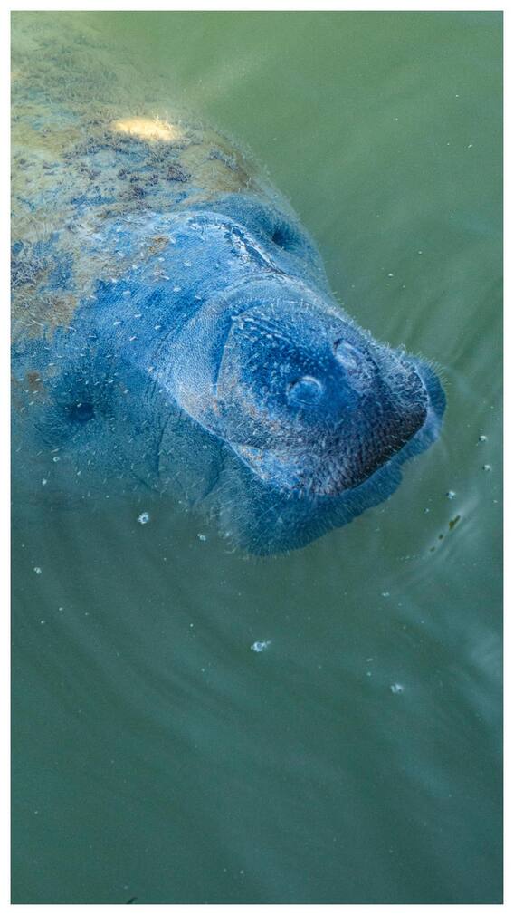 किसे कहते हैं समुद्री गाय