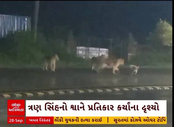 Gir Somnath VIDEO: ઉનામાં 3 સિંહ સામે ભારે પડ્યો શ્વાન, વીડિયો સોશલ મીડિયામાં થયો વાયરલ