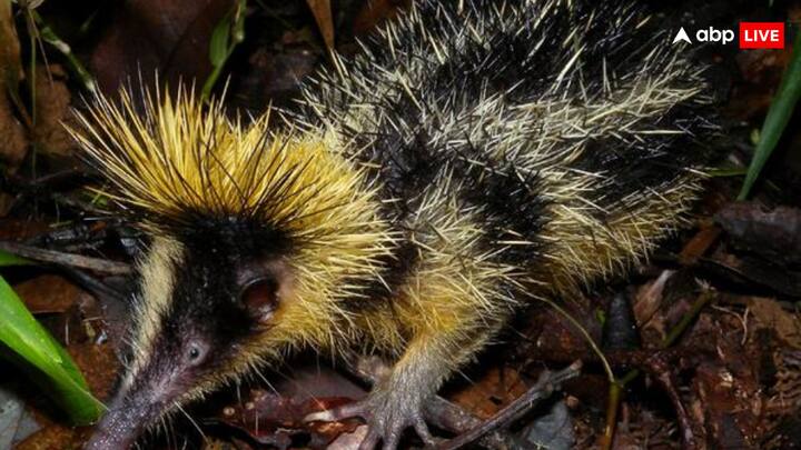 लोलैंड क्ड टेनरेक का पूरा शरीर हेजहॉग और छछूंदर के बीच के क्रॉस की तरह दिखता है. लोलैंड स्ट्रीक्ड टेनरेक टेनरेसिडे परिवार का एक छोटा स्तनपायी है और यह केवल मेडागास्कर के पूर्वी भागों में उष्णकटिबंधीय तराई वर्षा वन में पाया जाता है.