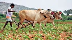 PM किसान योजनेचे 18 व्या हप्त्याचे दोन हजार रुपये 'या' शेतकऱ्यांच्या खात्यात येणार नाहीत, पण कारण काय?