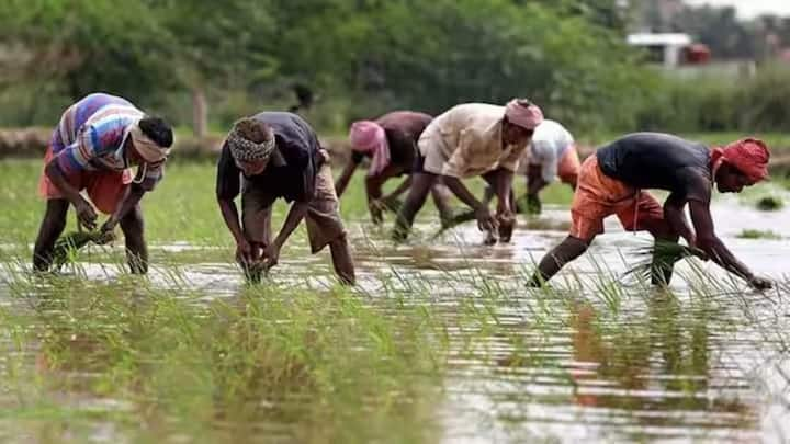 लेकिन इन किसानों की 2000 रुपये की किश्तें अटक सकती हैं. इनमें वह किसान भी शामिल है. जिन्होंने सरकार के आदेश के बावजूद अभी तक ई-केवाईसी और भूमि सत्यापन की प्रक्रिया पूरी नहीं की है।