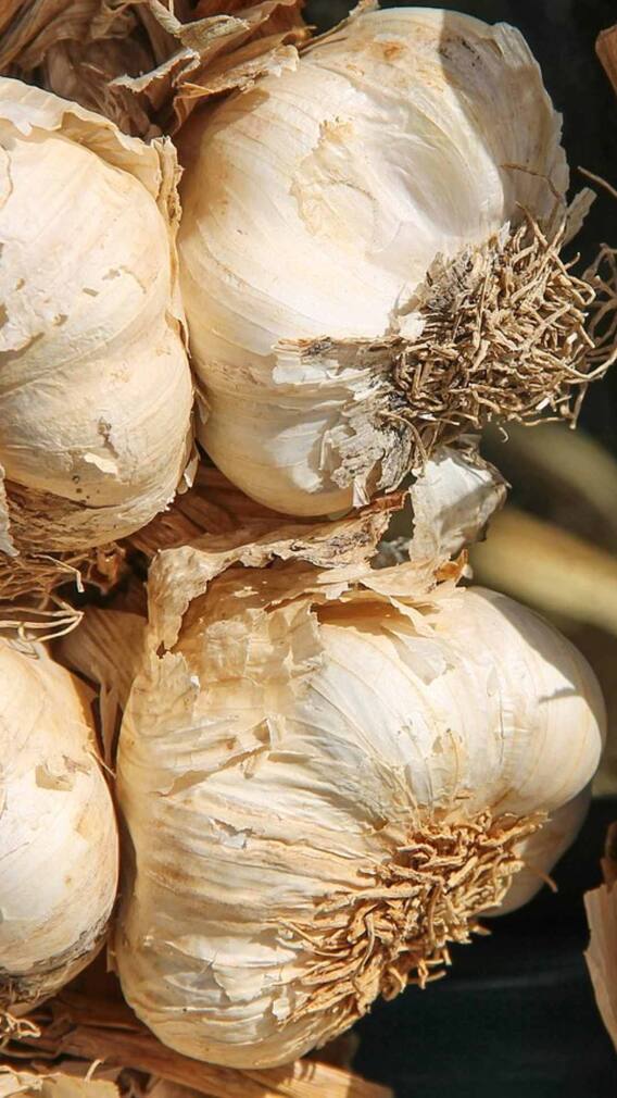 ਲਸਣ ਦੀ ਬਿਜਾਈ ਦਾ ਸਭ ਤੋਂ ਵਧੀਆ ਸਮਾਂ ਕਿਹੜਾ ?