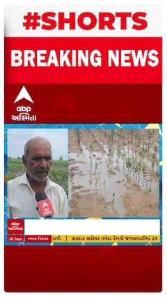 Surendranagar Farmer | સુરેન્દ્રનગરના ખેડૂતો ચિંતામાં, કપાસના પાકને નુકસાનની ભીતિ
