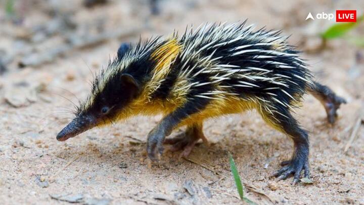 आज हम आपको चूहे जैसे दिखने वाले इस जानवर के बारे में बता रहे हैं, इसका नाम लोलैंड क्ड टेनरेक है. बता तें दि मेडागास्कर के पूर्वी भागों में पाया जाता है.