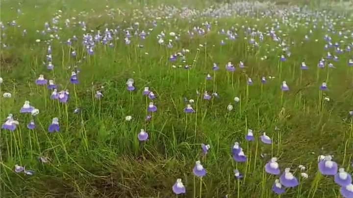 सातारा जिल्ह्यातील कास पठारावर फुललेल्या फुलांप्रमाणेच कोल्हापूर जिल्ह्यातील मसाई पठारावर देखील रंगबिरंगी फुल मोठ्या प्रमाणात फुलत असतात.