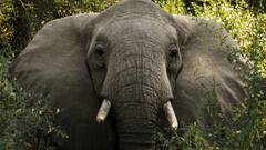 हाथी ऐसे पुकारते हैं एक दूसरे साथी का नाम, खतरा होने पर निकालते हैं ऐसी आवाजें