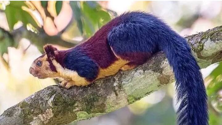 बता दें कि भारतीय विशाल गिलहरी को मालाबार विशाल गिलहरी के नाम से भी जाना जाता है. भारत के जंगलों में पाया जाने वाला यह रंग-बिरंगा जीव अपनी झाड़ीदार पूंछ समेत 3 फीट तक लंबा हो सकता है.