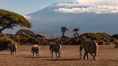 हाथी ऐसे पुकारते हैं एक दूसरे साथी का नाम, खतरा होने पर निकालते हैं ऐसी आवाजें