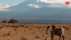 हाथी ऐसे पुकारते हैं एक दूसरे साथी का नाम, खतरा होने पर निकालते हैं ऐसी आवाजें