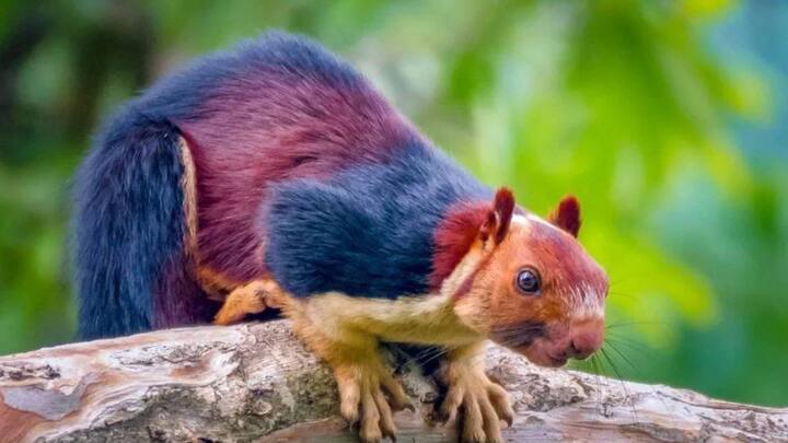 अगर कोई आपसे पूछेगा कि क्या आपने कभी बिल्ली के आकार की गिलहरी देखी है? अधिकांश लोग इसका जवाब देंगे कि गिलहरी तो छोटी होती है और बिल्ली बहुत बड़ी होती है.