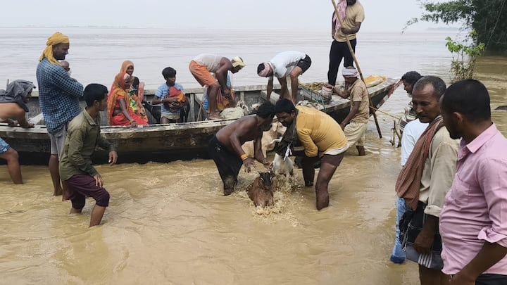 सुपौल की कोसी नदी में जलस्तर बढ़ने के बाद बाढ़ प्रभावित क्षेत्रों के लोग अपने घरों का सामान, मवेशियों के साथ सुरक्षित स्थान की ओर पलायन कर रहे हैं.