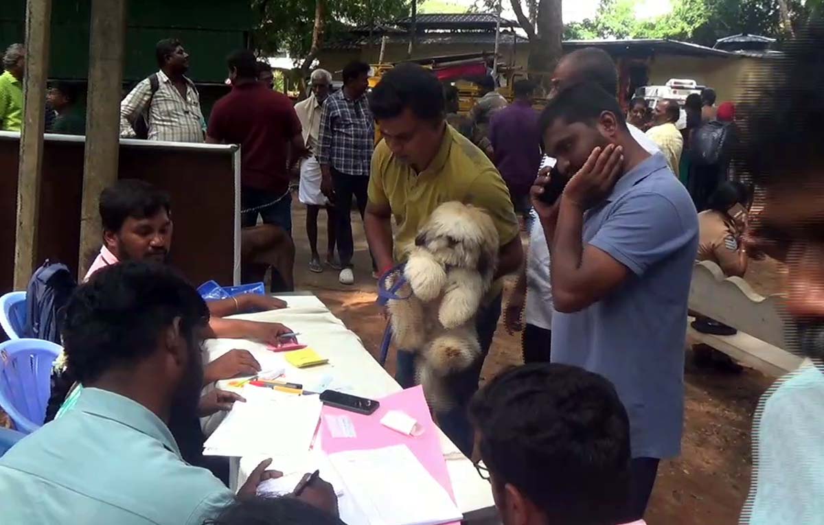 சுருளி சாரல் விழாவில் நாய்கள் கண்காட்சி - ஆர்வத்துடன் கண்டு ரசித்த சுற்றுலா பயணிகள்