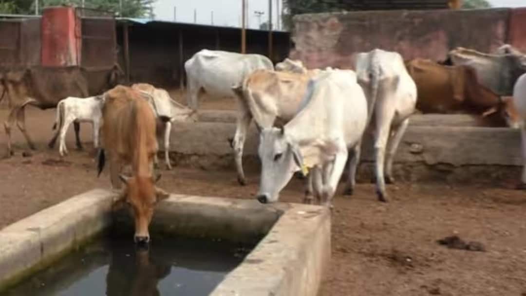Cows Are Rajya Mata: গরুকে 'রাজ্য মাতা' উপাধি, মহারাষ্ট্রে বিধানসভা নির্বাচনের আগে বড় সিদ্ধান্ত শিণ্ডে-সরকারের Cows are Rajya Mata Maharashtra Eknath Shindes big announcement ahead of assembly election Cows Are Rajya Mata: গরুকে 'রাজ্য মাতা' উপাধি, মহারাষ্ট্রে বিধানসভা নির্বাচনের আগে বড় সিদ্ধান্ত শিণ্ডে-সরকারের