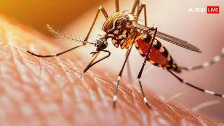 Dengue fever wreaks havoc in Bangladesh, fear of this dangerous disease increases among people