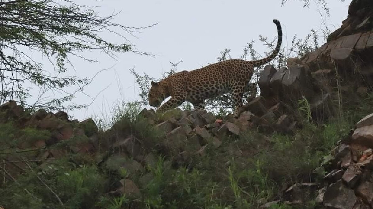 Salem Leopard:  மர்மமான முறையில் இறந்த சிறுத்தை; சுட்டுக்கொன்ற முன்னாள் ஊராட்சி மன்ற தலைவர் கைது