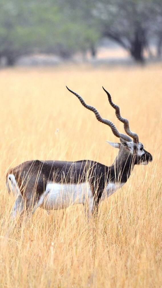 भावनगर की इन खूबसूरत जगहों पर जाना ना भूलें