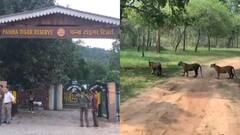 MP में आज से खुल गए ये 6 नेशनल पार्क, अब होंगे टाइगर के दीदार, बड़ी संख्या में पहुंचे पर्यटक